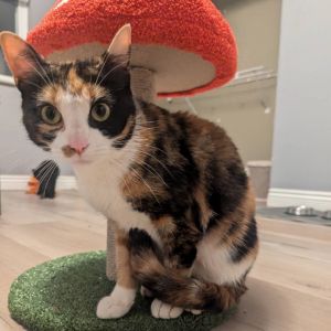 Stormbee, Adult Female Domestic Short Hair