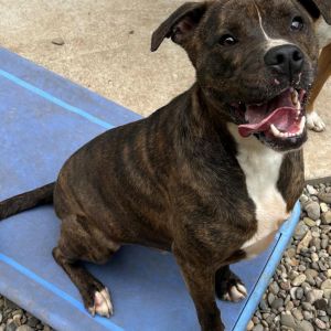 Hardy, Adult Male Pit Bull Terrier