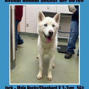 Jack, Adult Male Husky