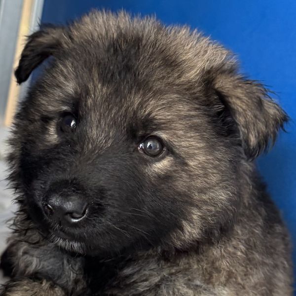 Nala thumbnail 1