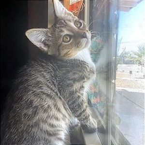 Delta, Baby Male Domestic Short Hair