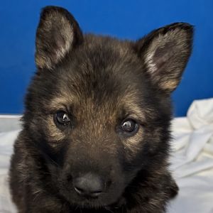 Layla, Baby Female Mixed Breed