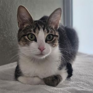 Artemis, Adult Female Domestic Short Hair