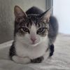 Artemis photo 5
