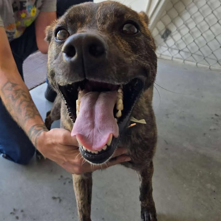 Molly, an adoptable Mixed Breed in Buffalo, WY, 82834 | Photo Image 1