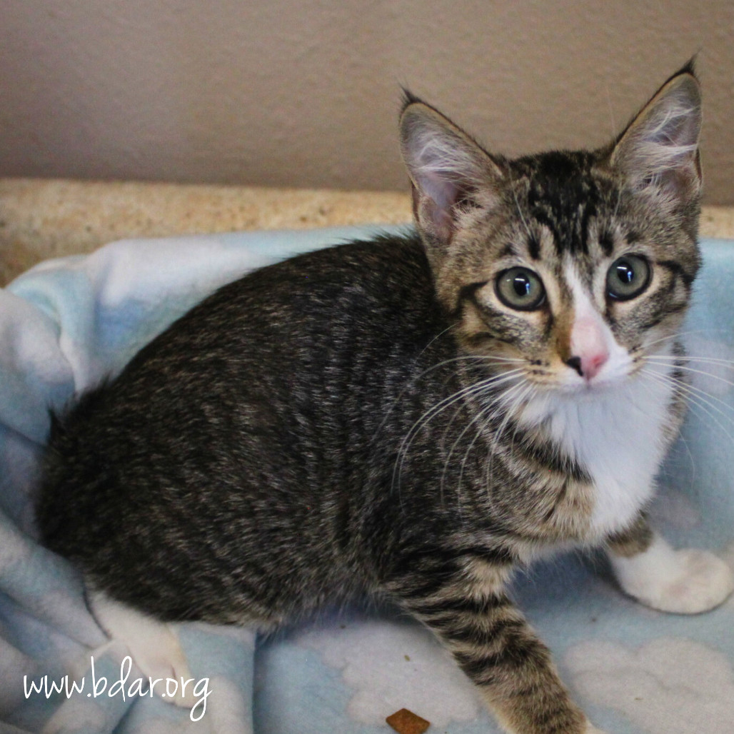 Yvette, an adoptable Domestic Short Hair in Cheyenne, WY, 82009 | Photo Image 1