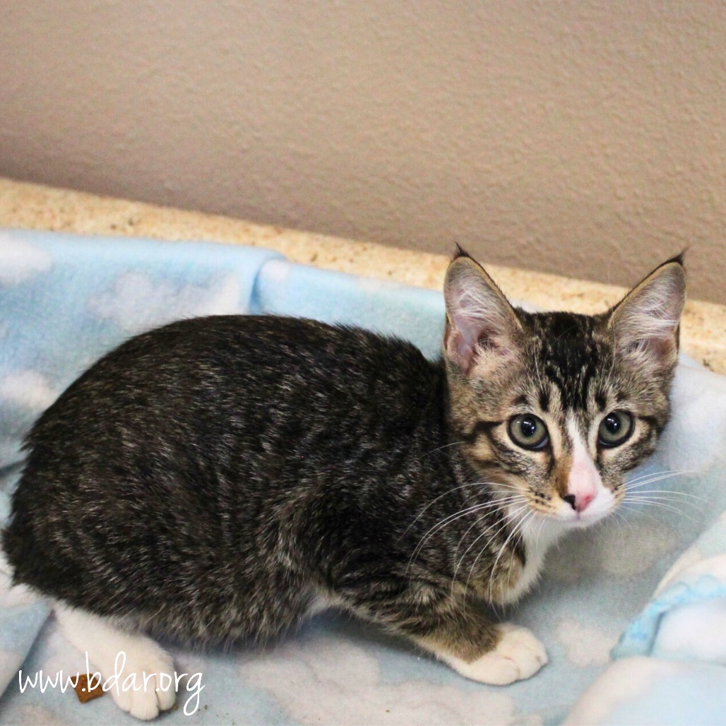 Yvette, an adoptable Domestic Short Hair in Cheyenne, WY, 82009 | Photo Image 2