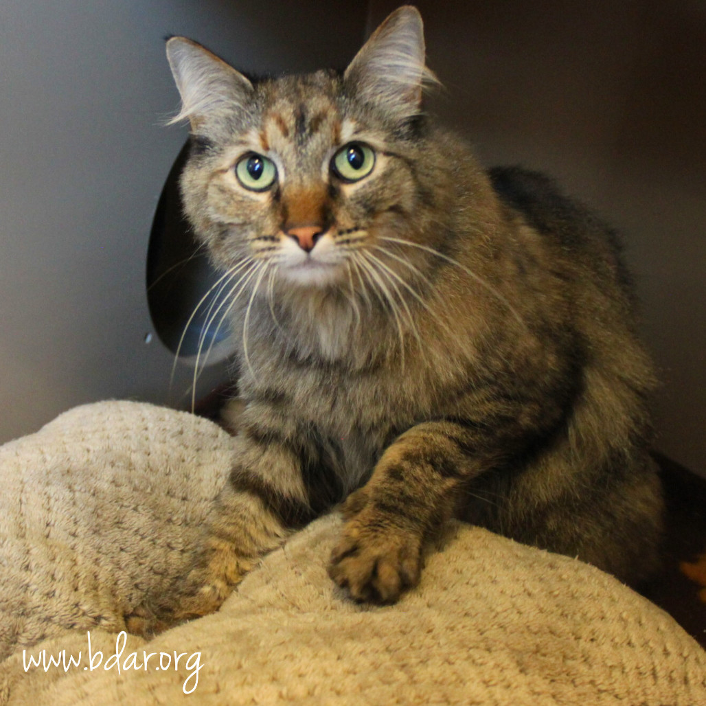 Peaches, an adoptable Domestic Long Hair in Cheyenne, WY, 82009 | Photo Image 1