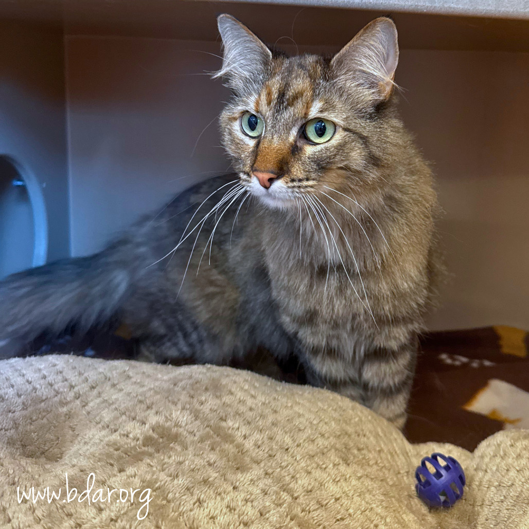 Peaches, an adoptable Domestic Long Hair in Cheyenne, WY, 82009 | Photo Image 2
