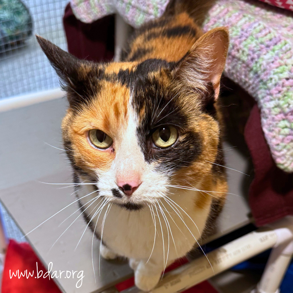 Cayenne, an adoptable Domestic Short Hair in Cheyenne, WY, 82009 | Photo Image 1
