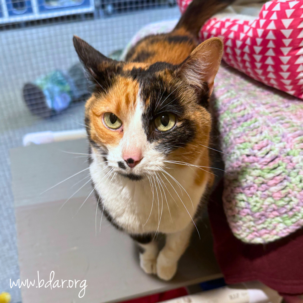 Cayenne, an adoptable Domestic Short Hair in Cheyenne, WY, 82009 | Photo Image 2