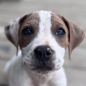 milo