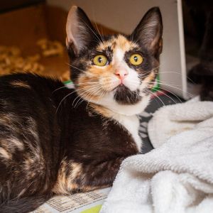 Natasha, Baby Female Domestic Short Hair