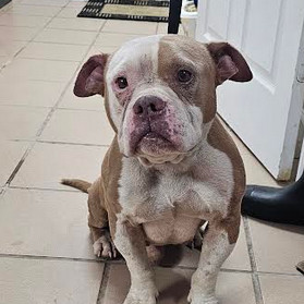 Phillip, Adult Male American Bulldog