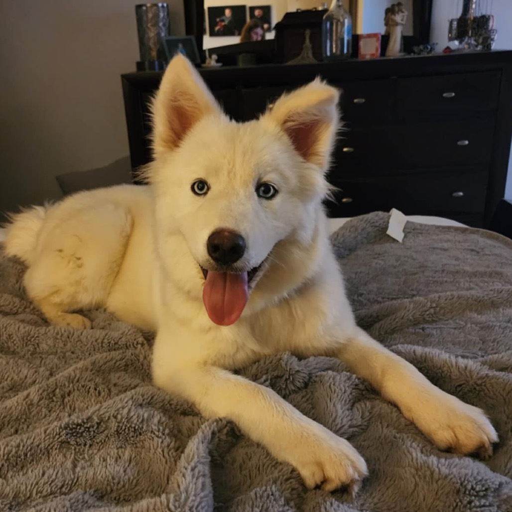 LuLu Bear