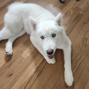 LuLu Bear, Young Female Husky