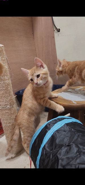 Julius, Baby Male Domestic Short Hair
