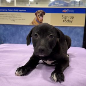 Sheraton, Baby Female Mixed Breed