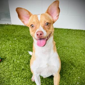 Milo, Adult Female Chihuahua