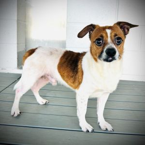 Stitch, Adult Male Chihuahua