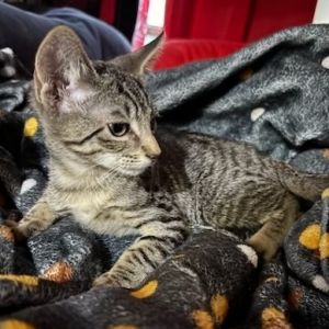 Cassius, Baby Male Domestic Short Hair