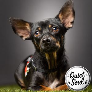 Chance, Young Male Dachshund