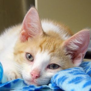 Jackson, Baby Male Domestic Short Hair