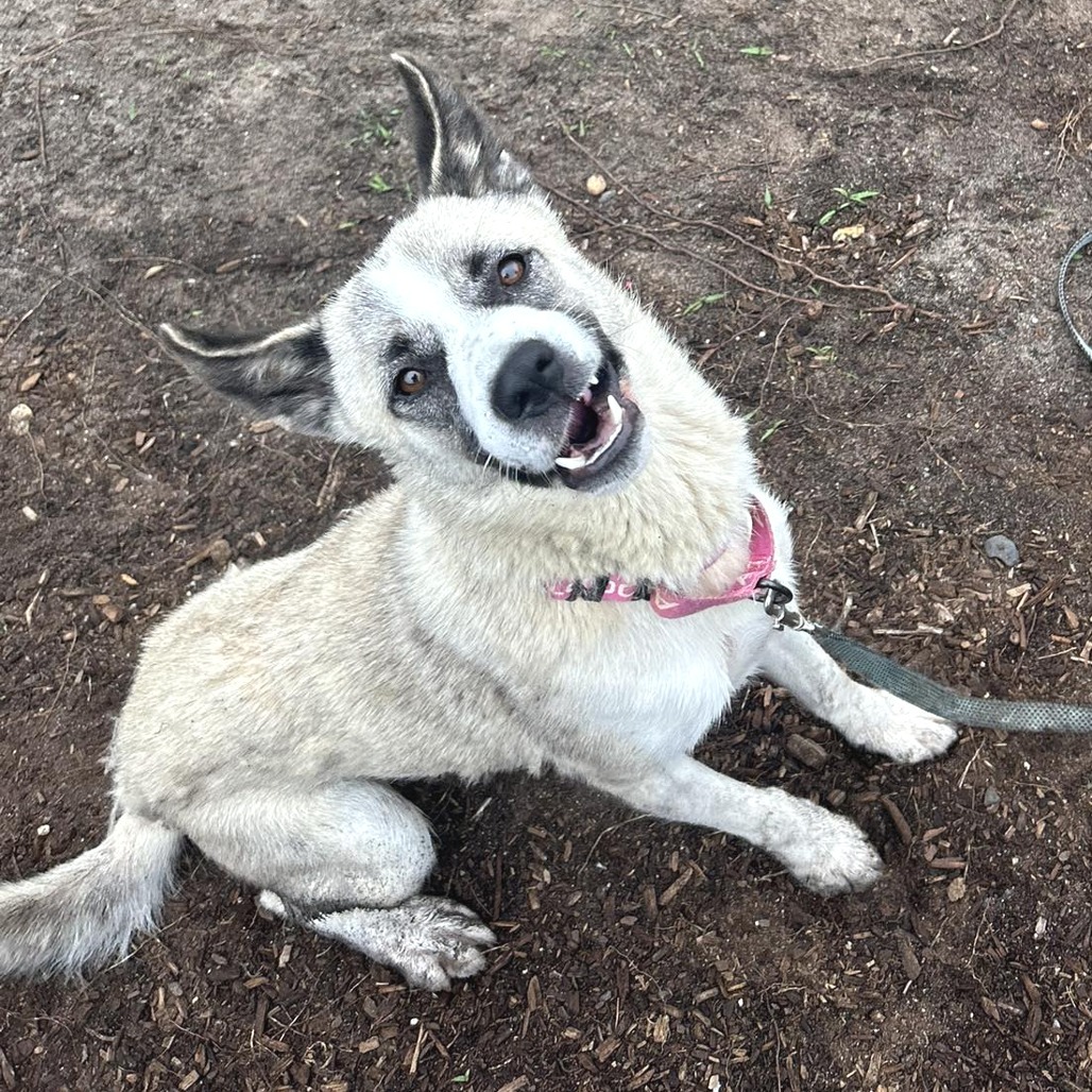 Mcflurry (In Foster)