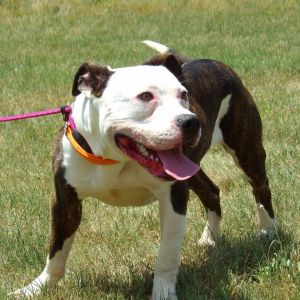 Munchie, Young Male Pit Bull Terrier