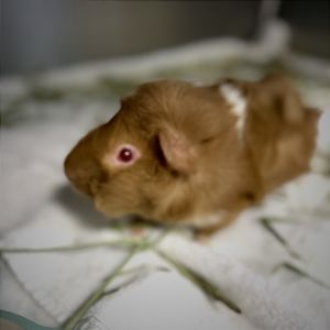 Doug, Young Female Guinea Pig