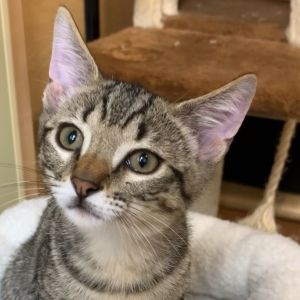 BOK CHOY, Baby Male Domestic Short Hair