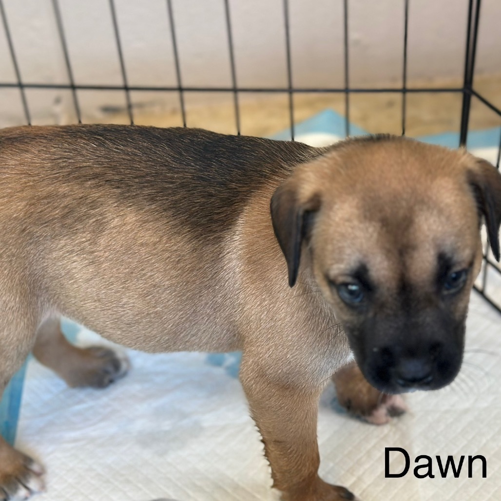 DAWN 4408