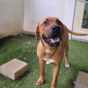 RUSTY 0865, Young Male Mixed Breed