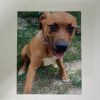 RUSTY 0865 photo 2