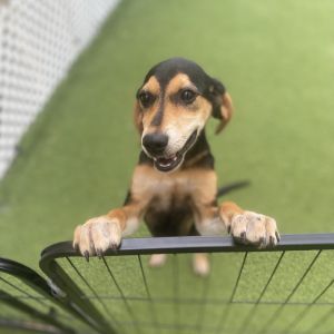TRACKER 5103, Baby Female Coonhound