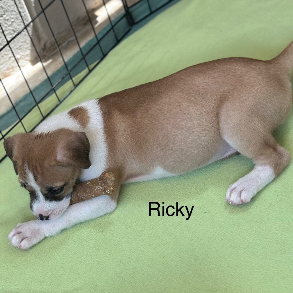 RICKY 8352
