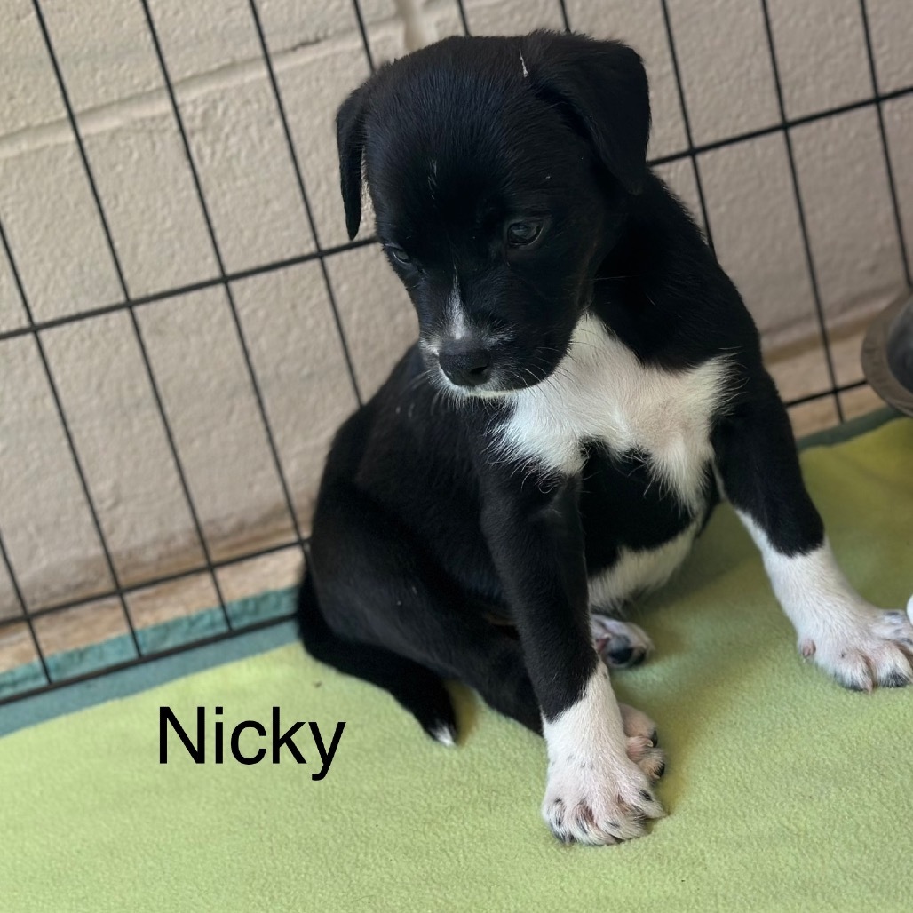 NICKY 9398