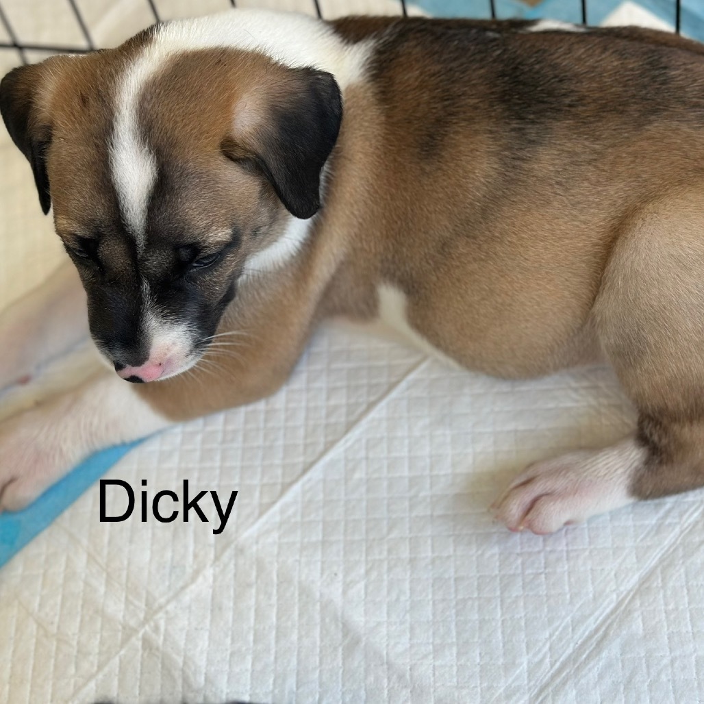 DICKY 2265