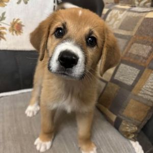 Gideon RW, Baby Male Anatolian Shepherd