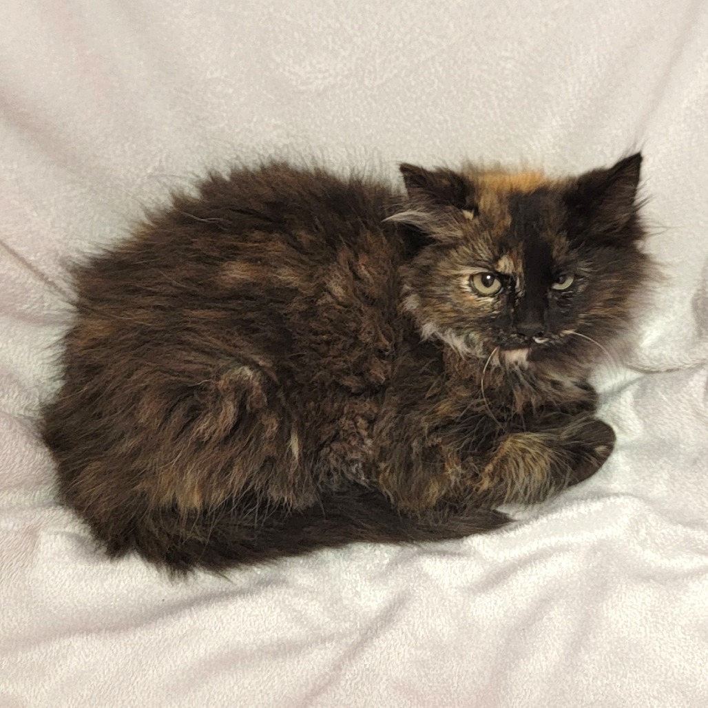Aurora, an adoptable Domestic Long Hair in Coos Bay, OR, 97420 | Photo Image 1