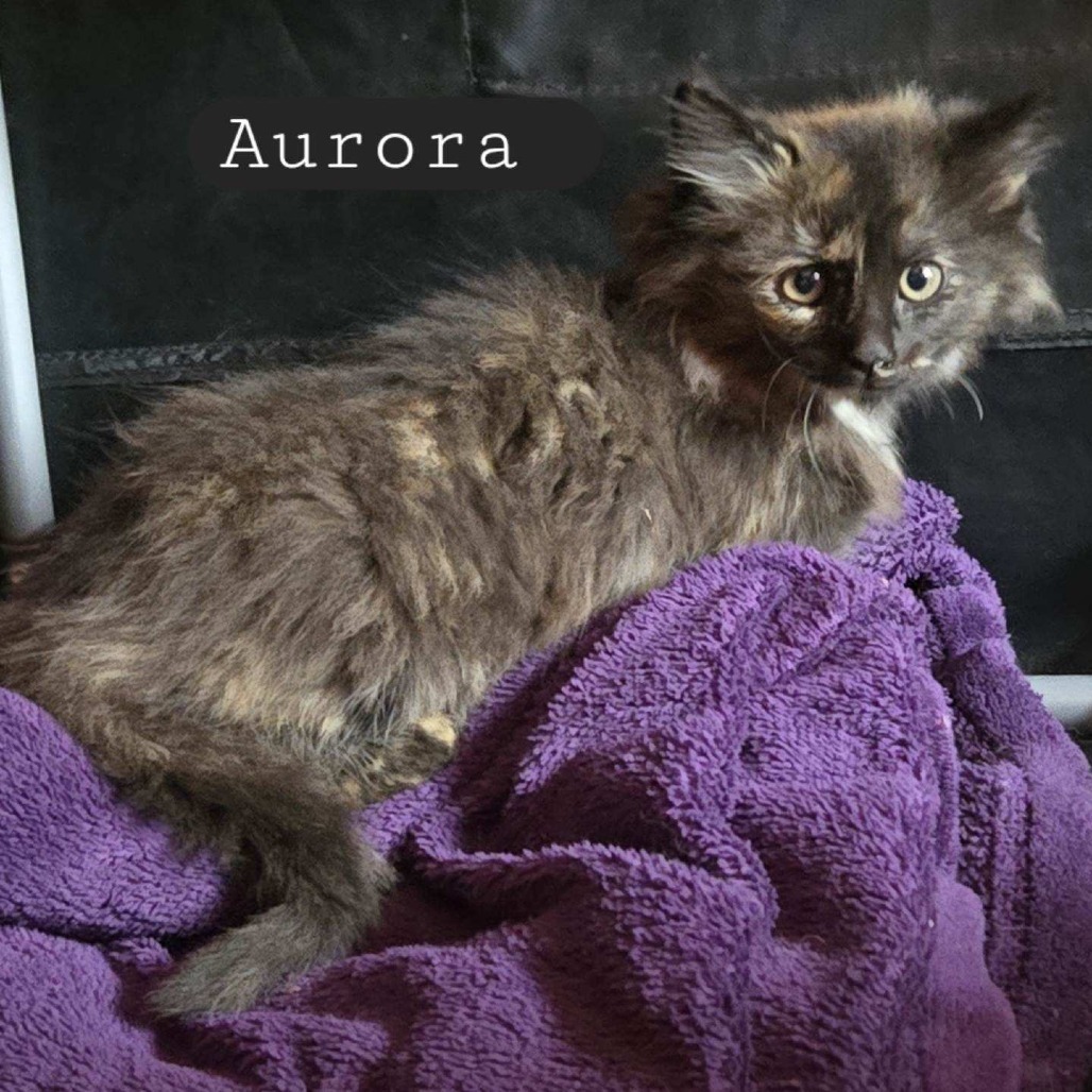 Aurora, an adoptable Domestic Long Hair in Coos Bay, OR, 97420 | Photo Image 2