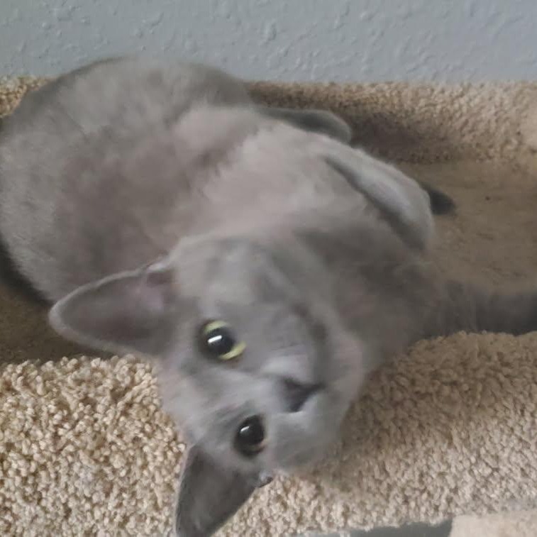 Molly, an adoptable Domestic Short Hair in Coos Bay, OR, 97420 | Photo Image 2