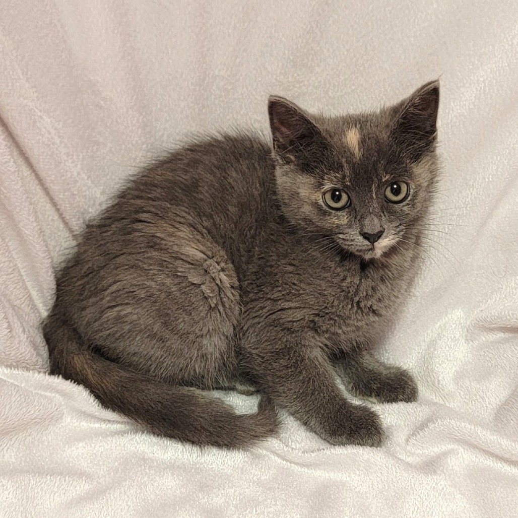 Sky, an adoptable Domestic Short Hair in Coos Bay, OR, 97420 | Photo Image 1