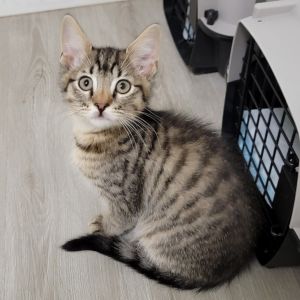 Tito, Baby Male Domestic Short Hair