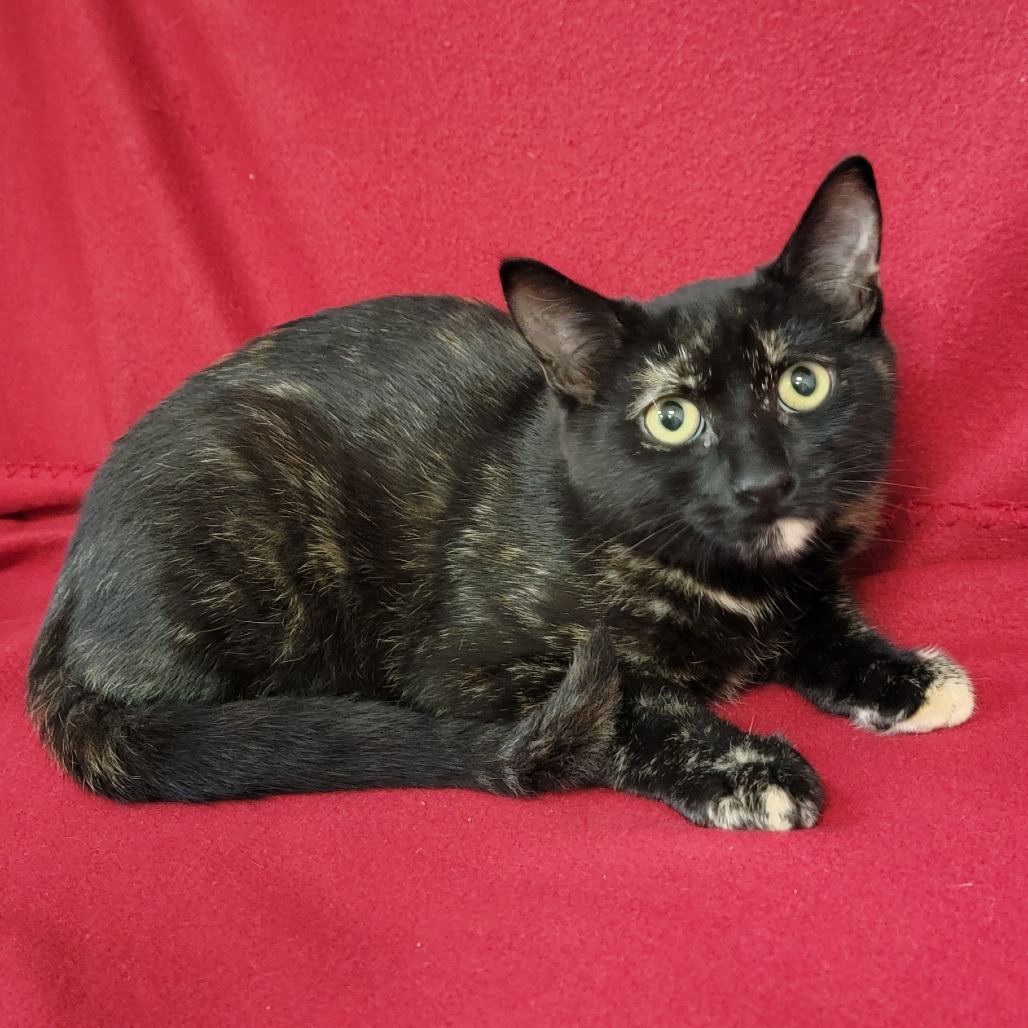 Star, an adoptable Domestic Short Hair in Coos Bay, OR, 97420 | Photo Image 1