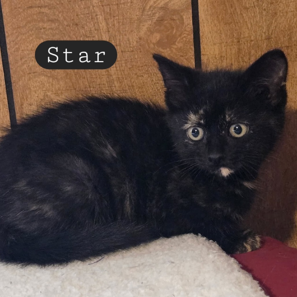 Star, an adoptable Domestic Short Hair in Coos Bay, OR, 97420 | Photo Image 2
