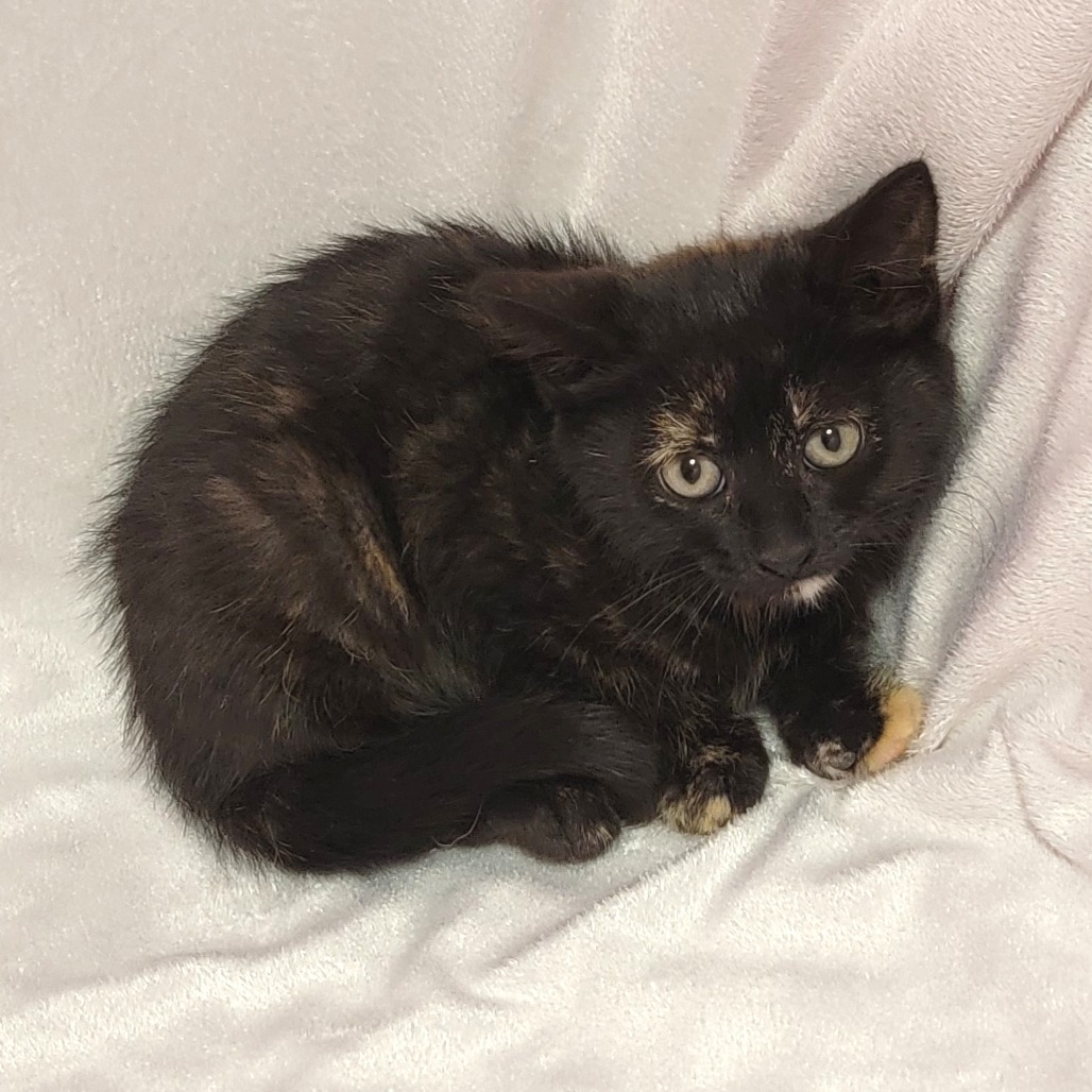 Star, an adoptable Domestic Short Hair in Coos Bay, OR, 97420 | Photo Image 3