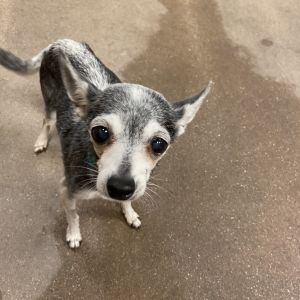 Dulce, Senior Female Chihuahua