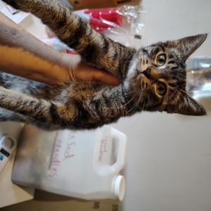 Crackle, Baby Female Domestic Short Hair