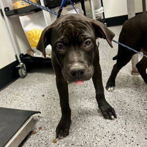 HACC-Stray-29319, Baby Male Pit Bull Terrier